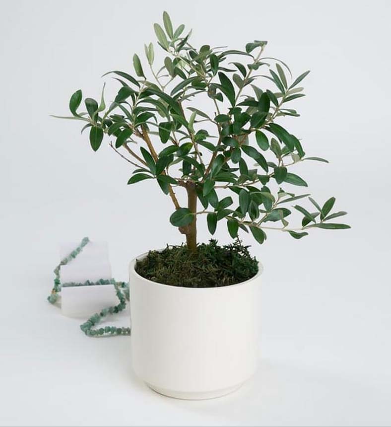 Koyu Somon Buket Kağıtlı Saksıda Zeytin Ağacı