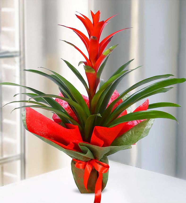 Saksı Çiçek Guzmania